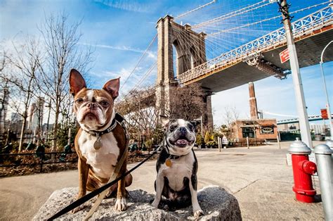 affordable cities that are animal friendly